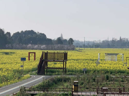 金龙村油菜观赏地旅行图片 3