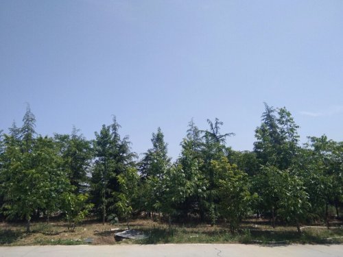 河南省安阳市龙安区森林公园旅行图片 2