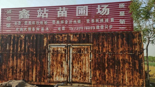 定州鑫站苗圃场
