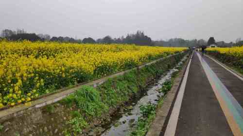 金龙村油菜观赏地旅行图片 3