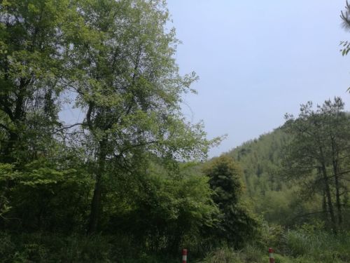 翠山竹海旅行图片 1