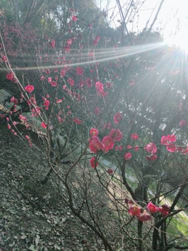 兴塘公园旅行图片 1