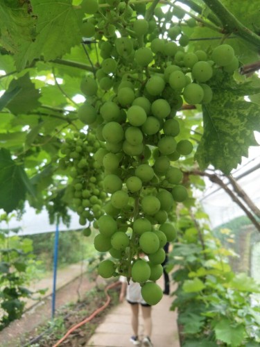 秦巴植物博览园(建设中)旅行图片 3