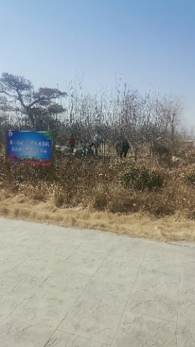 姜楼镇人民公园旅行图片 2