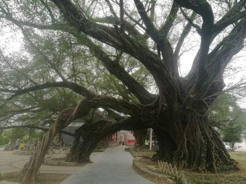 榕津千年古榕群旅行图片 1