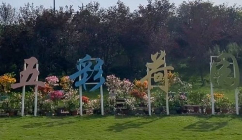 五彩荷园景点图片