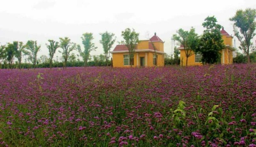 薰衣草庄园旅行图片 1