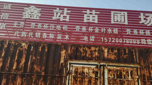 定州鑫站苗圃场