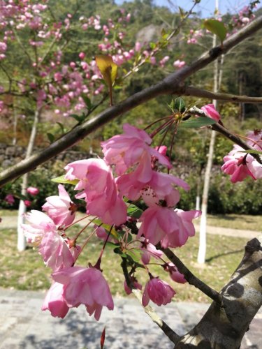 永嘉南涯森林公园旅行图片 2