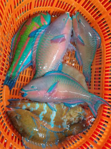 临高新盈批发海鲜