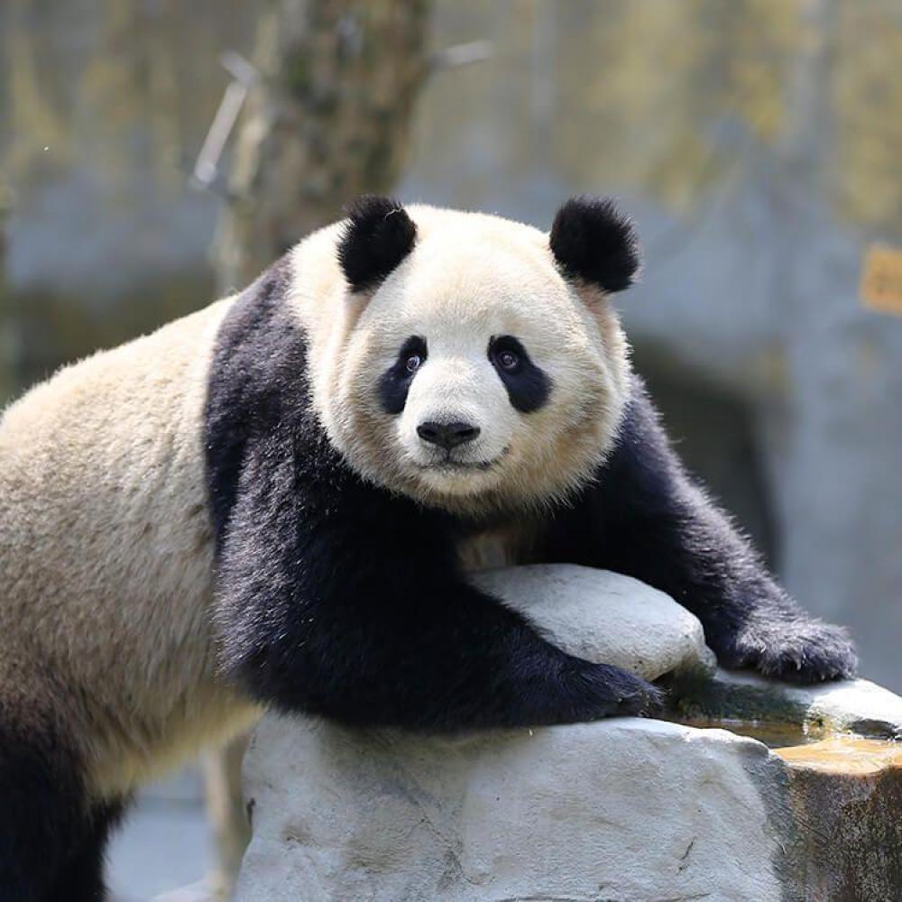 成都大熊猫繁育研究基地景点图片
