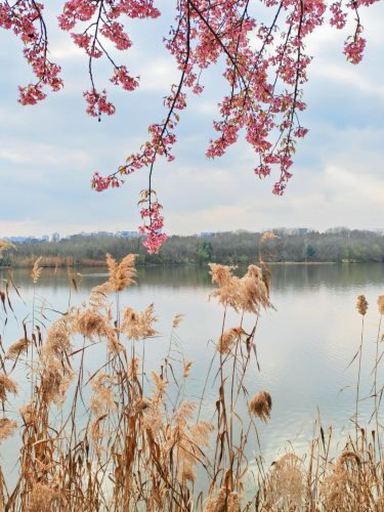 青龙湖湿地公园景点图片