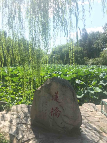 莲桥(熙春路)旅行图片 2