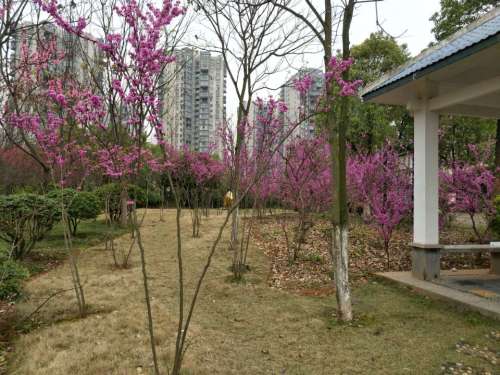 早元游园旅行图片 3
