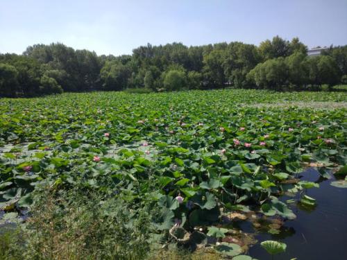 绿园区电影城荷花池旅行图片 3