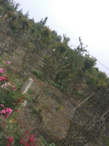 天星生态村旅行图片 2