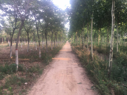 邯郸郊野公园旅行图片 1