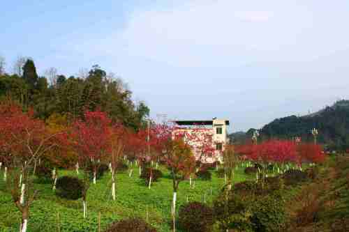 樱花公园旅行图片 3