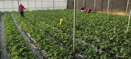 定州市纸方头村果蔬采摘园