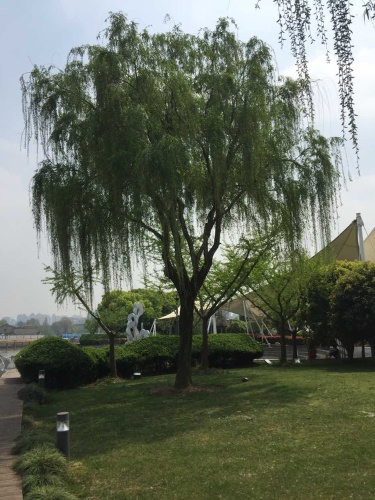 风铃绿地旅行图片 3