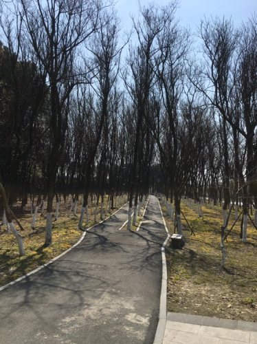 平湖·环城绿道旅行图片 2