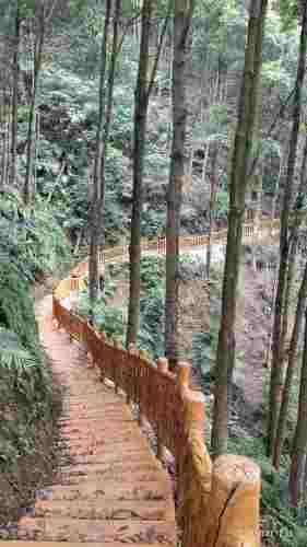 融安香杉公园旅行图片 3