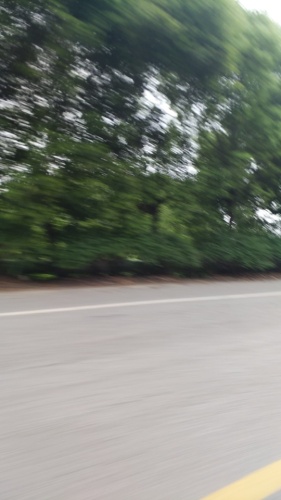 绮山森林公园旅行图片 1